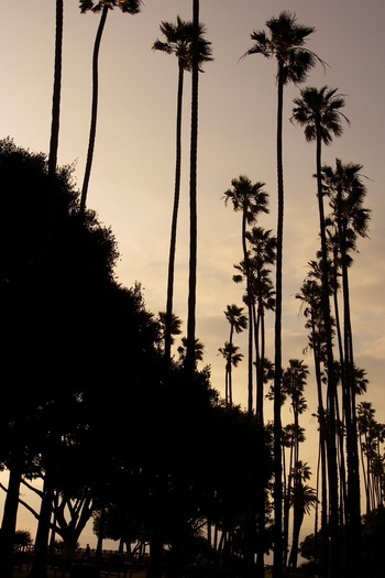 Palm Trees