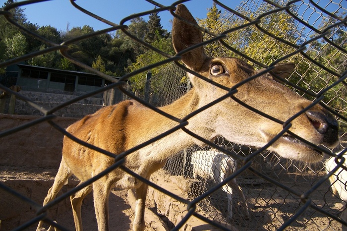 Animal