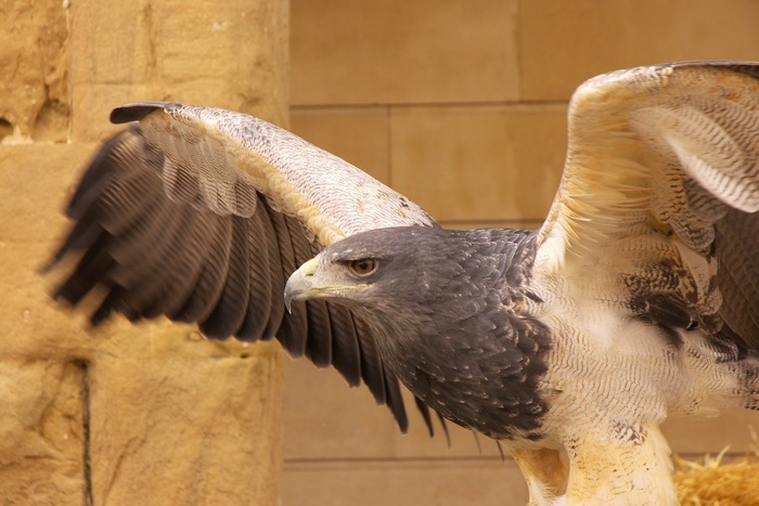 Eagle Wings