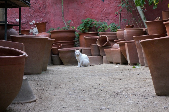 Lost Cat