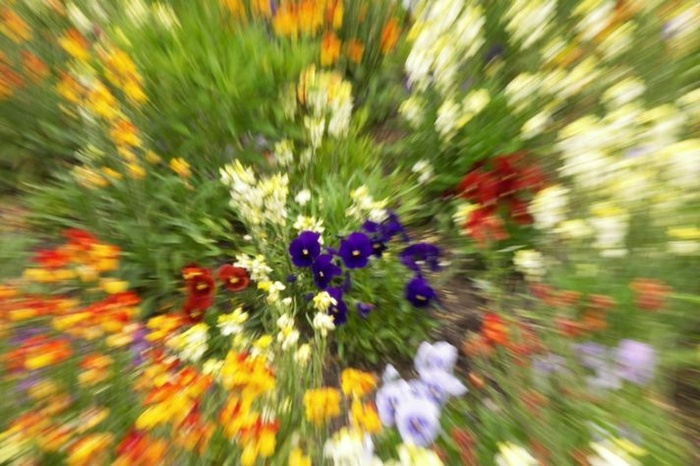 Fleurs de Paris