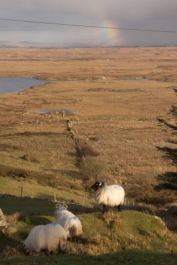 The Sheep and Rainbow