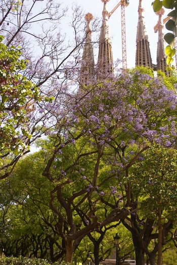 Through the Trees