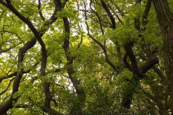Trees in the Sky