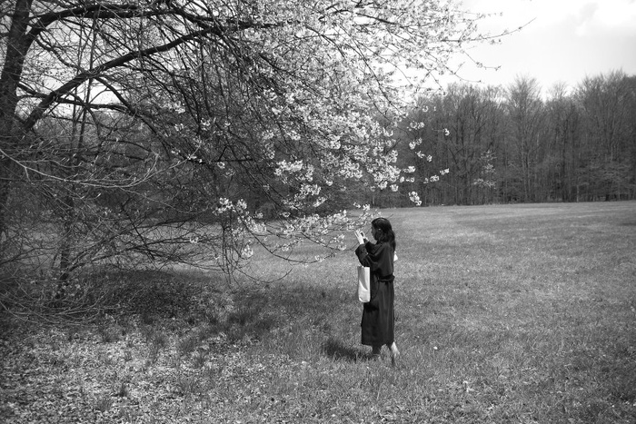 Cherry Blossoms
