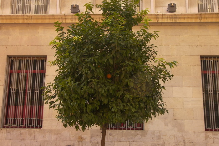One Orange