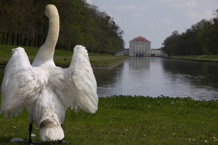 White Swan
