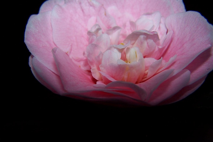 Rose In The Dark