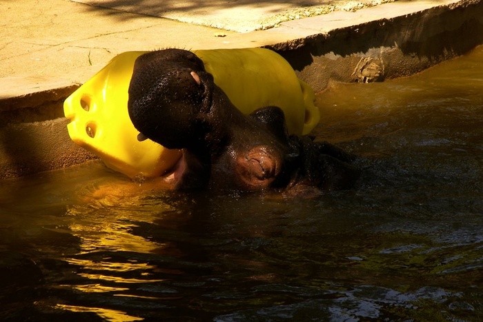 Hippo