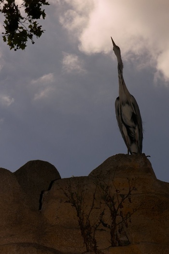 Long Neck