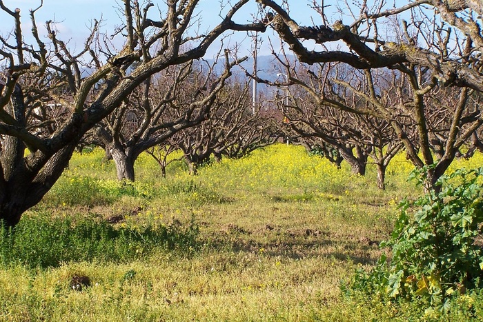An Orchard Away