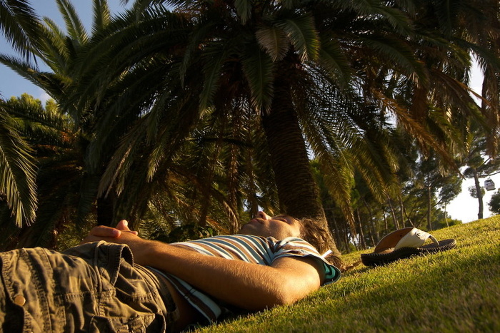 Palm Tree and Sandal